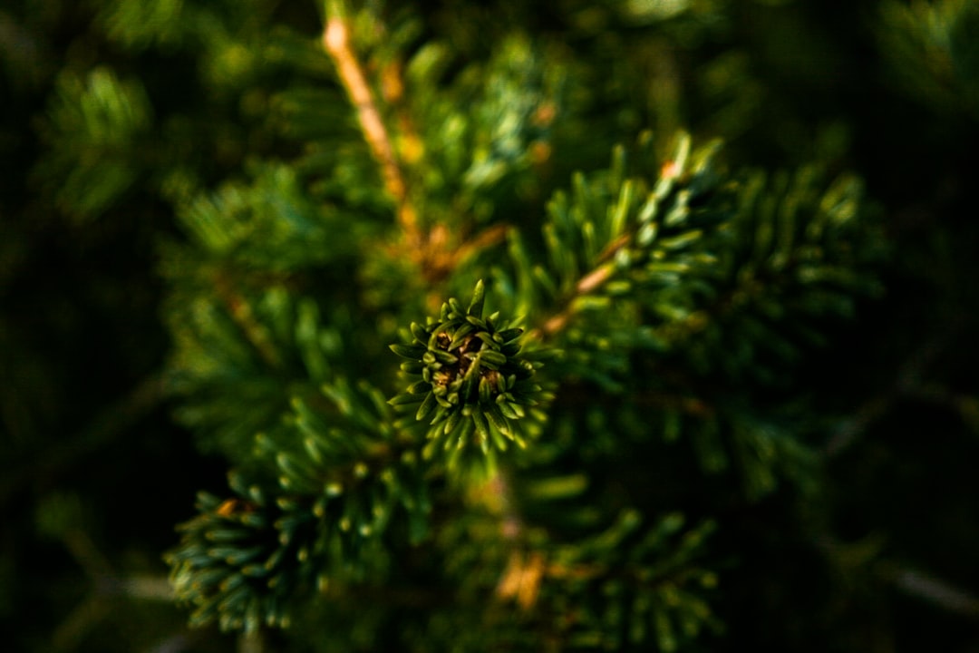 Green conifer branch